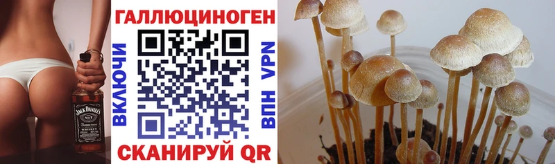 Псилоцибиновые грибы Psilocybine cubensis  сколько стоит  Мураши 